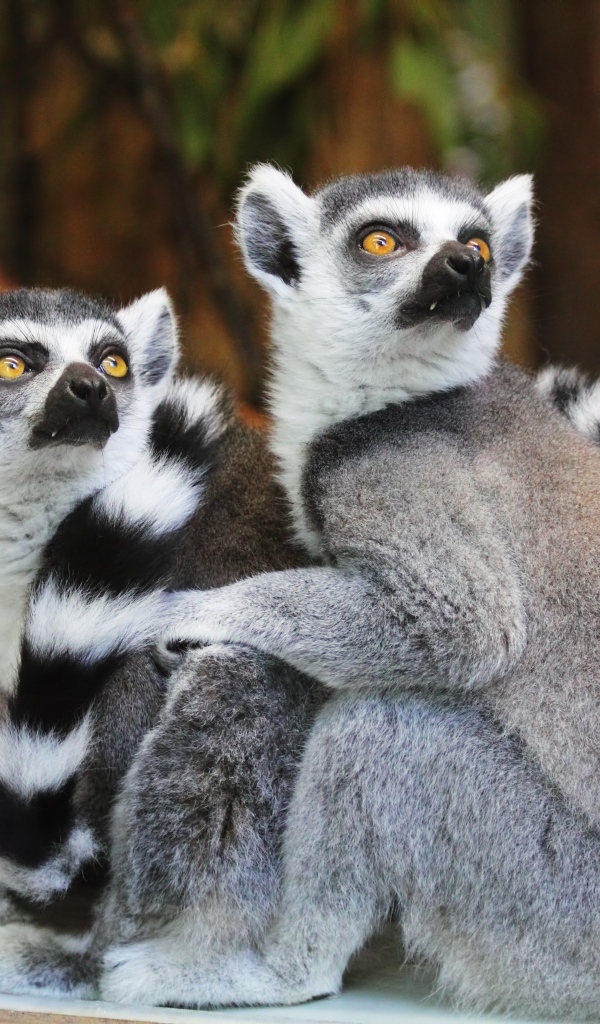 Два полосатых лемура в зоопарке