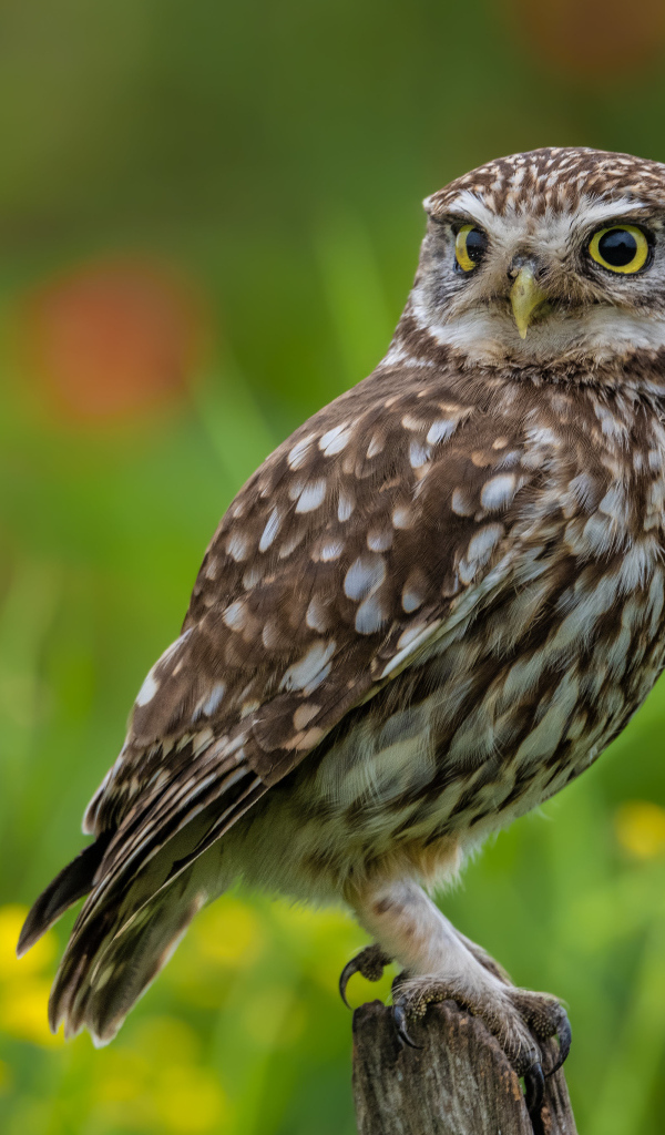 Красивая большая сова с желтыми глазами сидит на дереве