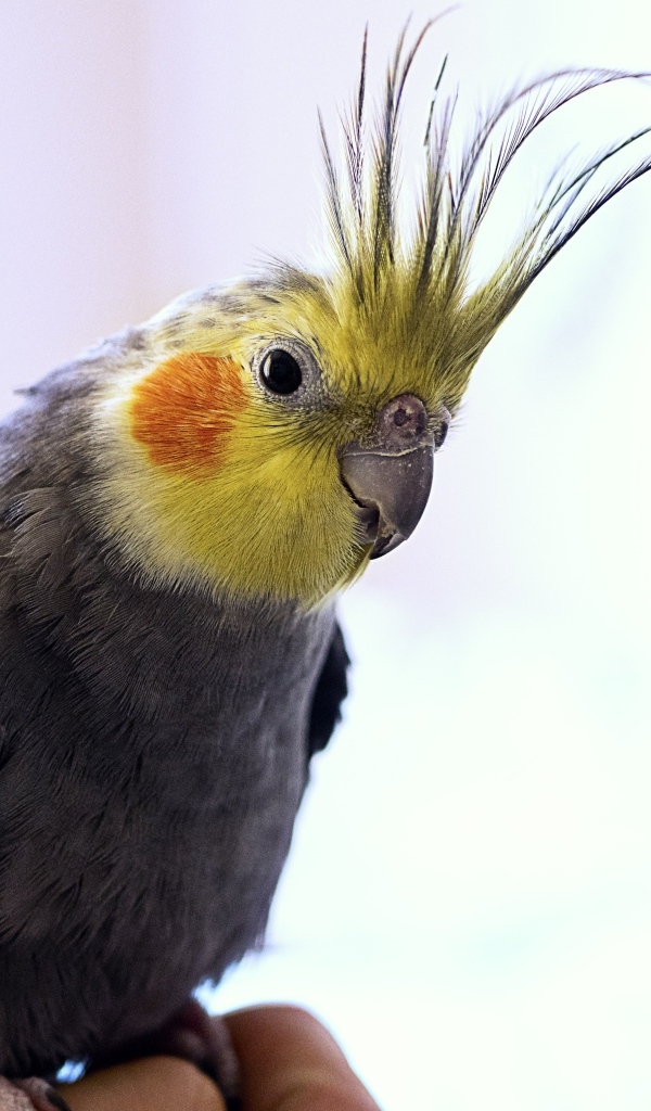 Красивый попугай какаду сидит на руке