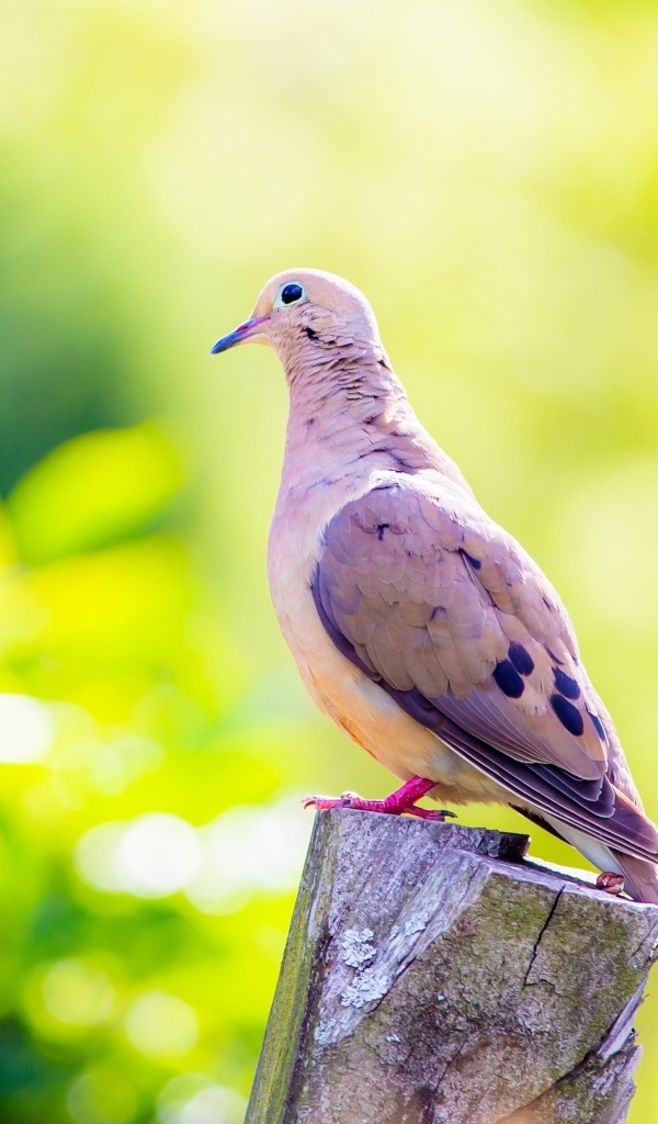 Красивый голубь сидит на пне