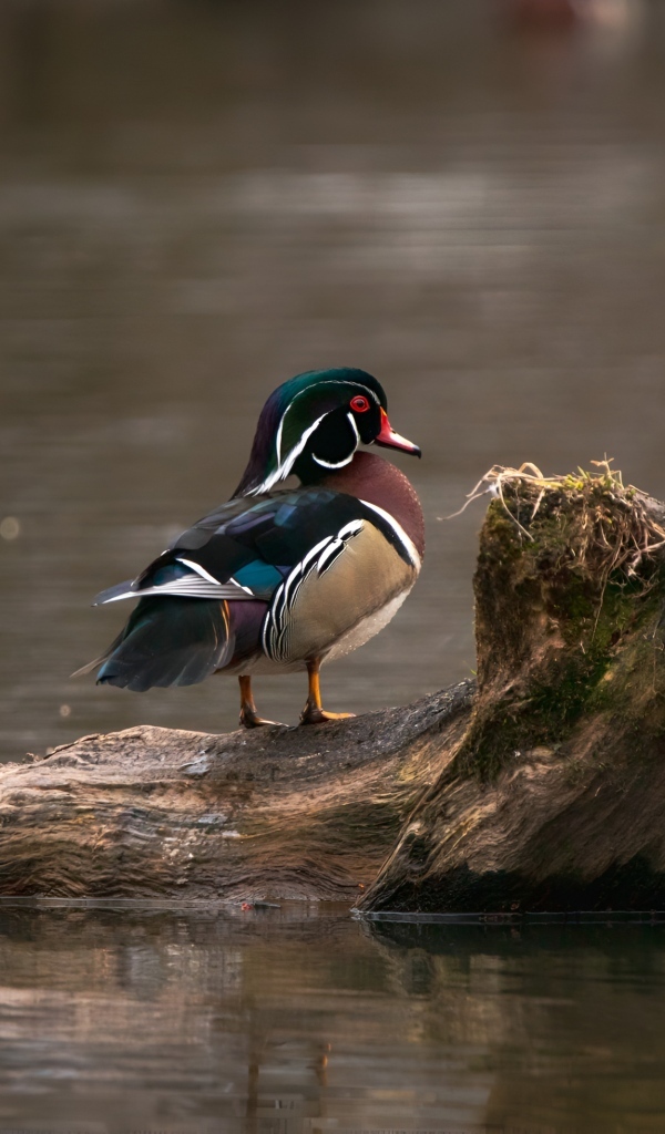 Красивая утка сидит на коряге в воде