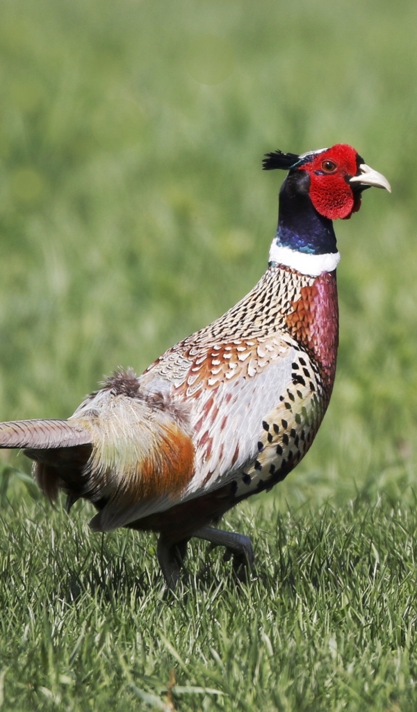 Красивый пестрый фазан идет по траве