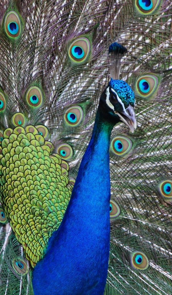 Красивый павлин расправил пышный хвост