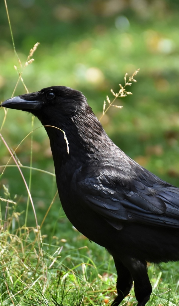 Большой черный ворон стоит на траве