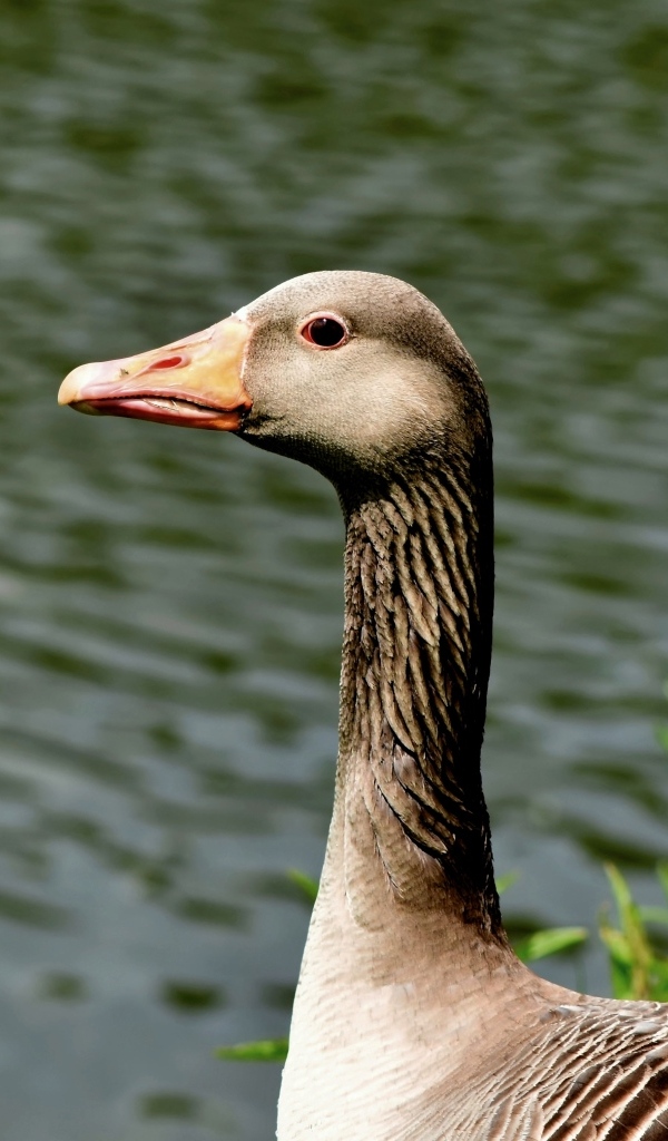 Большой серый гусь стоит у воды