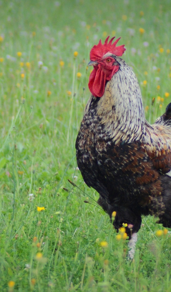 Большой петух стоит на зеленой траве