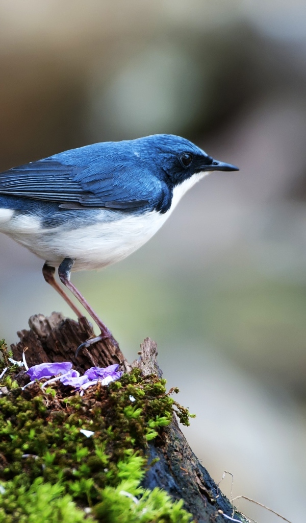 Птица сидит на покрытом мхом пне