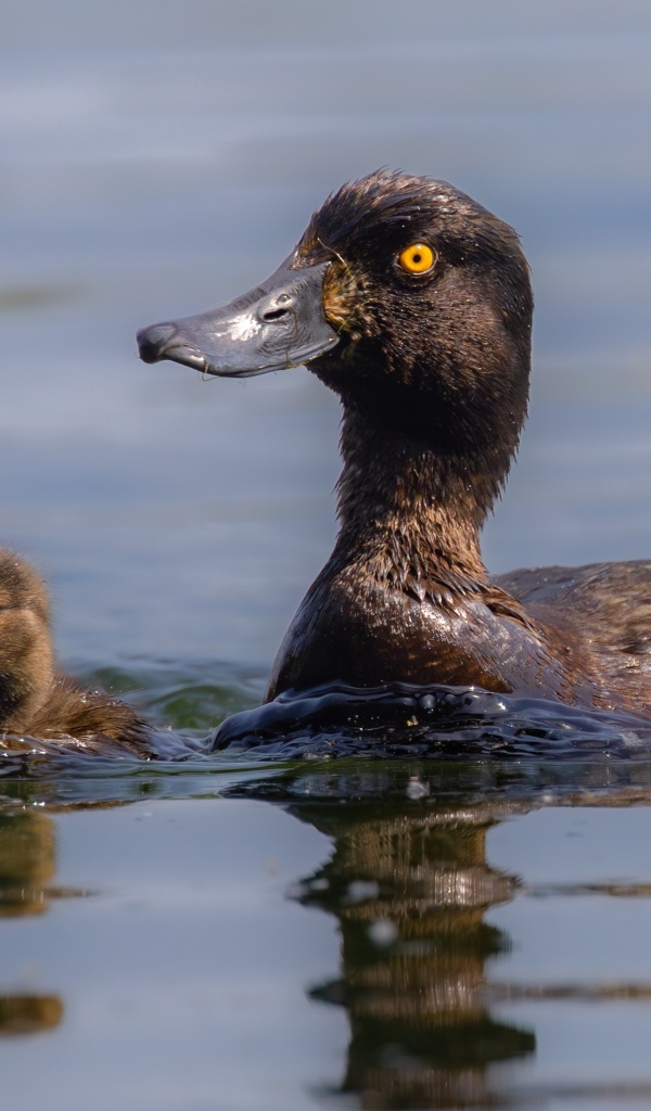Утка в птенцами плывет по воде