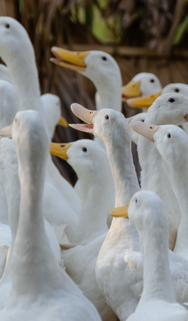 Стадо белых гусей на ферме