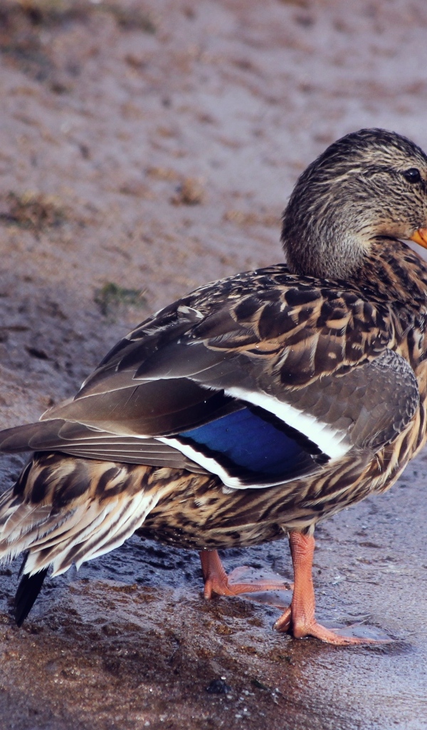 Серая утка стоит на песке у воды