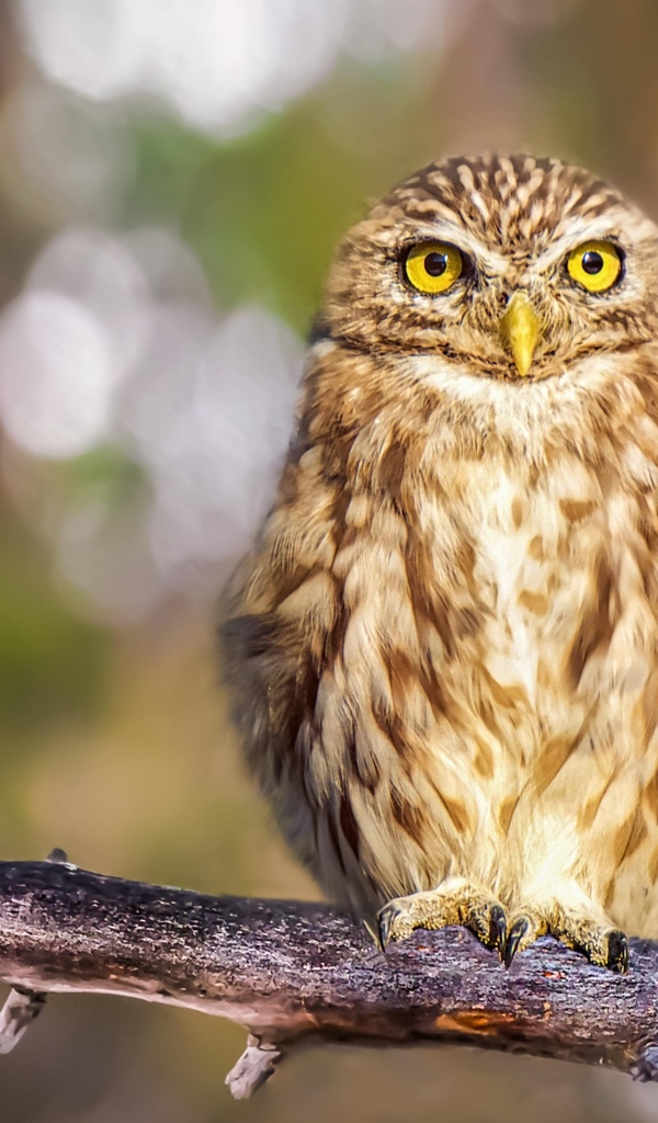 Серая сова с большими глазами сидит на ветке