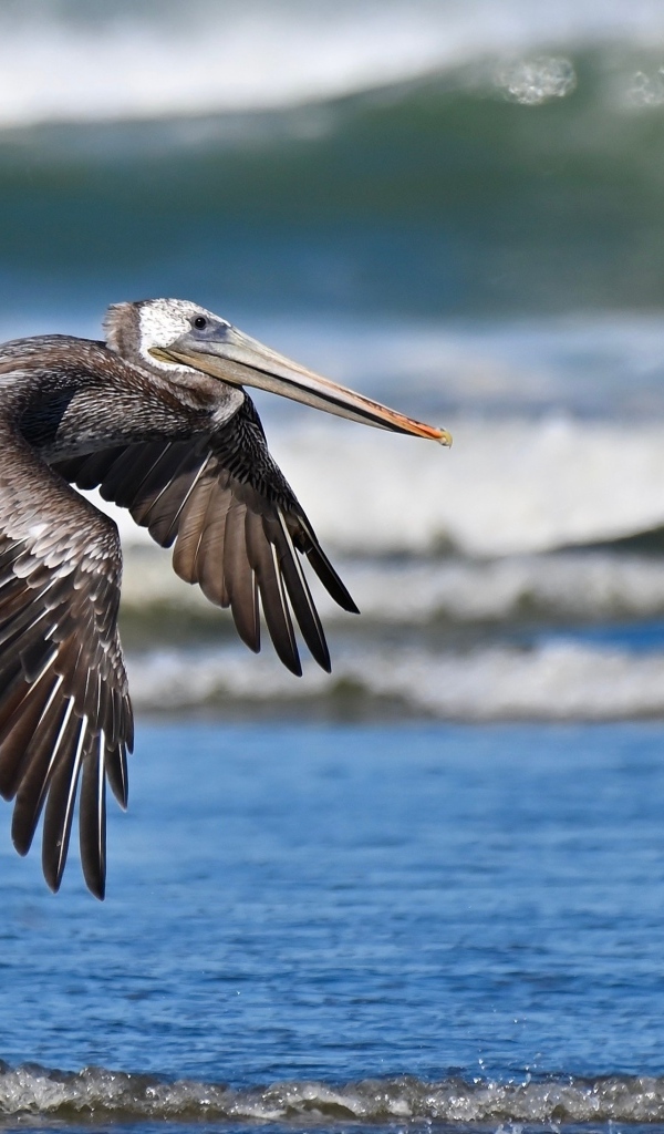 Большой коричневый пеликан летит над водой