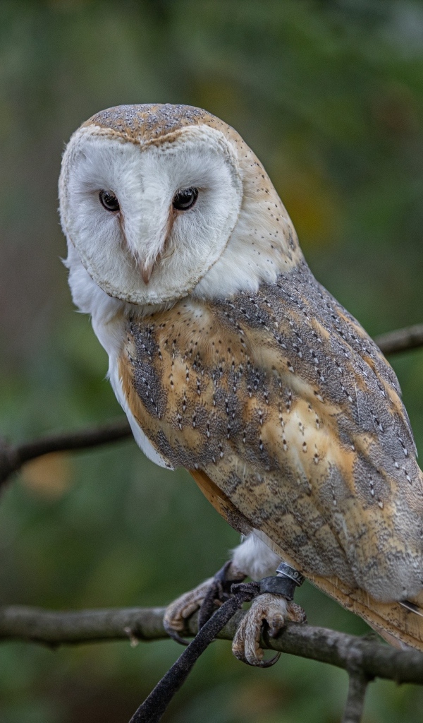 Большая сова сидит на ветке в лесу