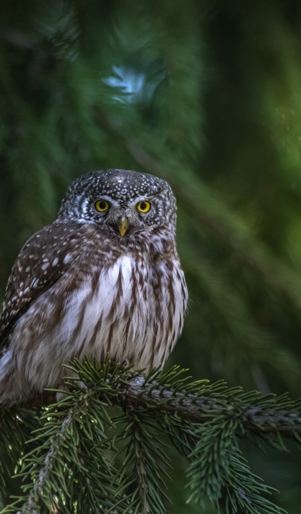 Большая сова сидит на ветке ели