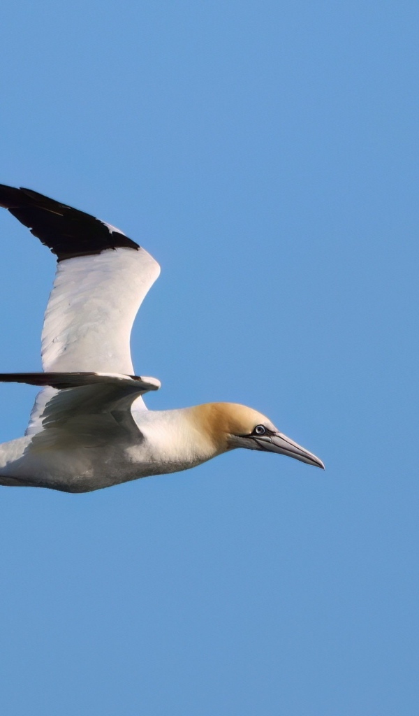 Большая чайка летит в голубом небе