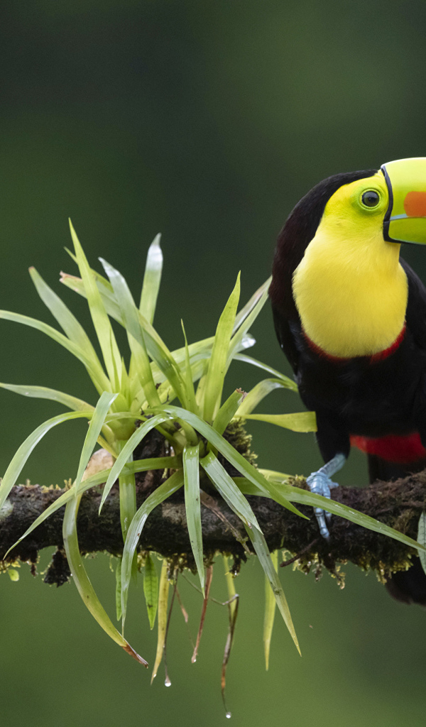 Большой тукан сидит на ветке с зелеными листьями