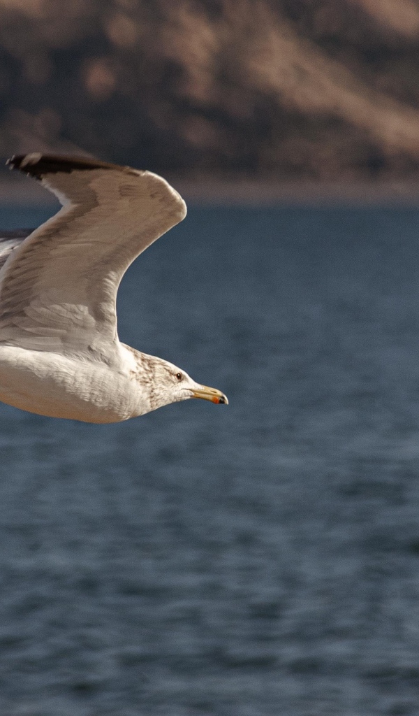 Большая белая чайка летит над морем