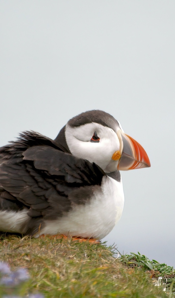 Маленький тупик сидит на холме 