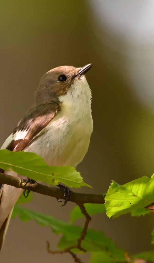 Маленькая птичка сидит на ветке с зелеными листьями