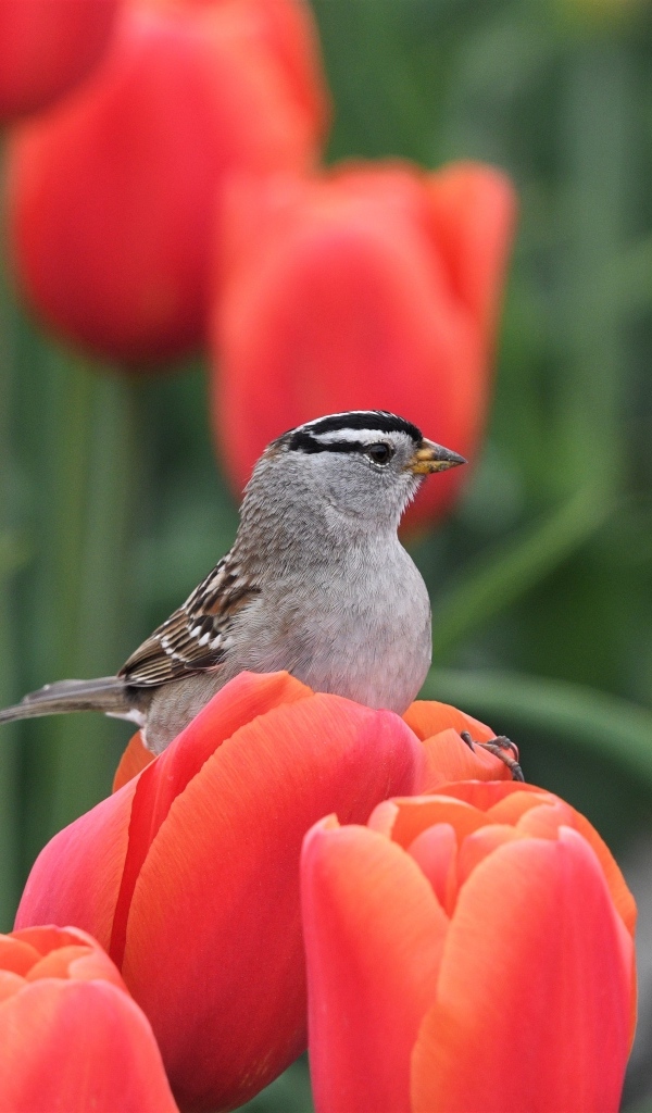 Маленькая птица сидит на красном тюльпане