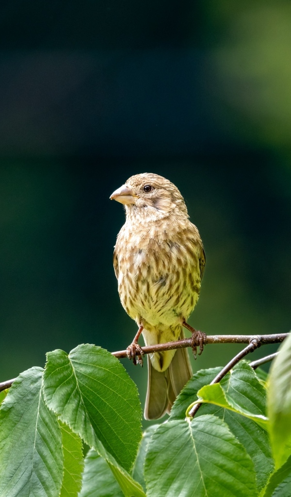 Маленькая серая птица сидит на ветке с зелеными листьями