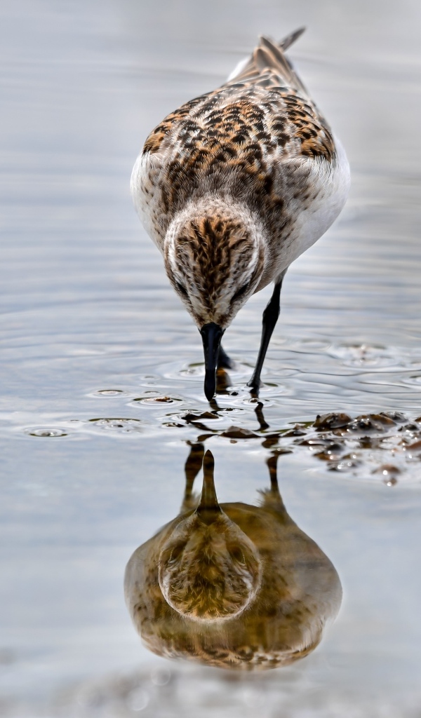 Маленький серый кулик идет по воде