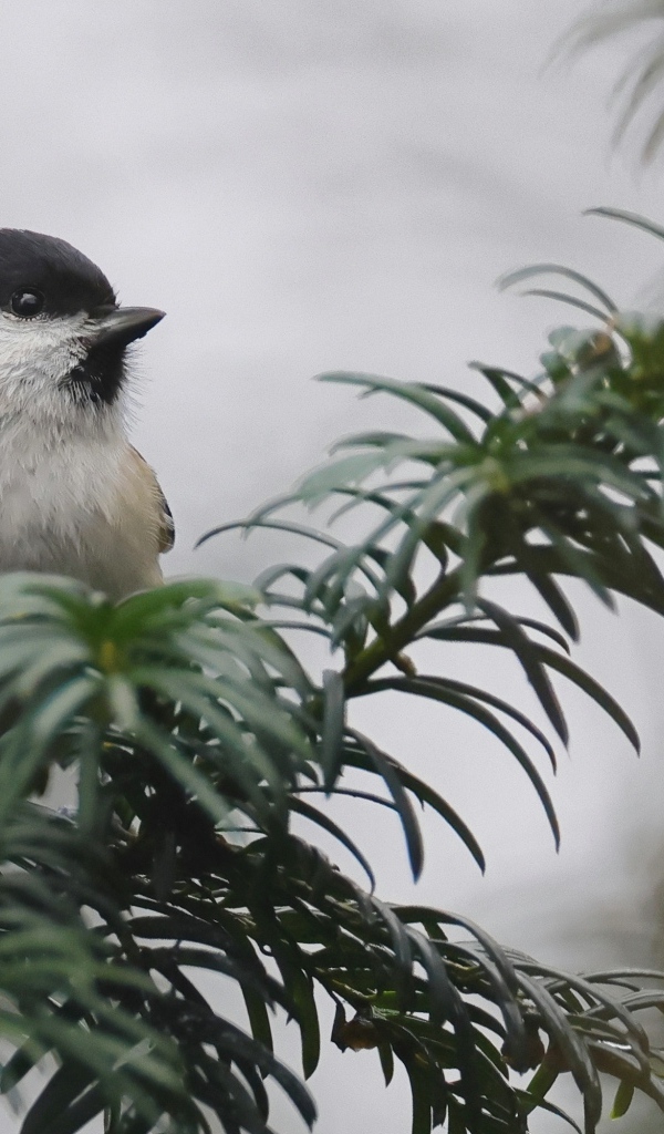 Маленький серый воробей сидит на ветке дерева