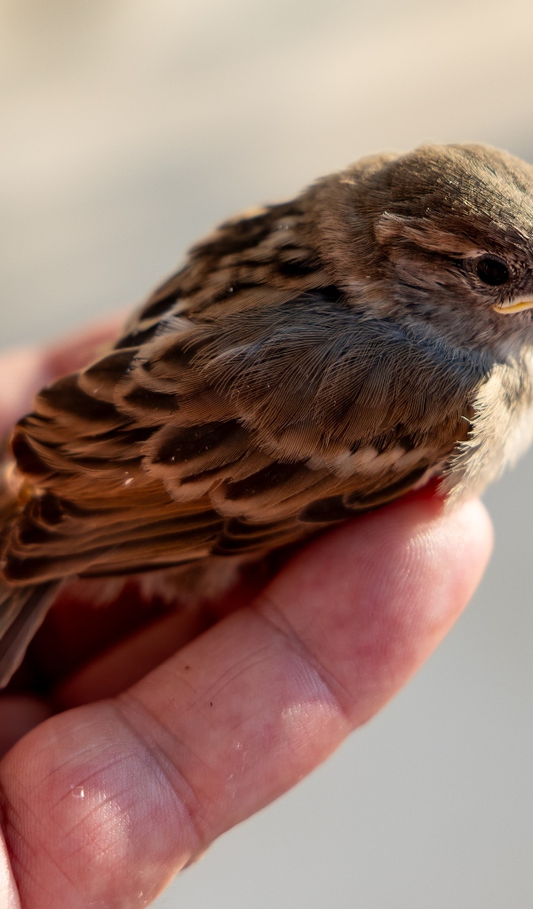Маленький серый воробей сидит на ладони 