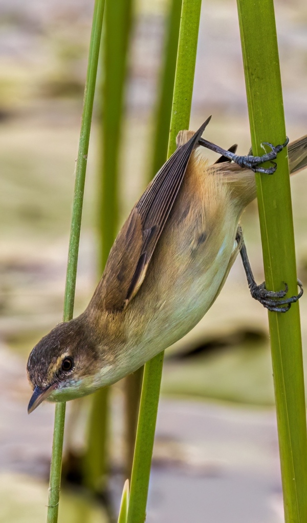 Маленькая птица иволга висит на зеленых камышах