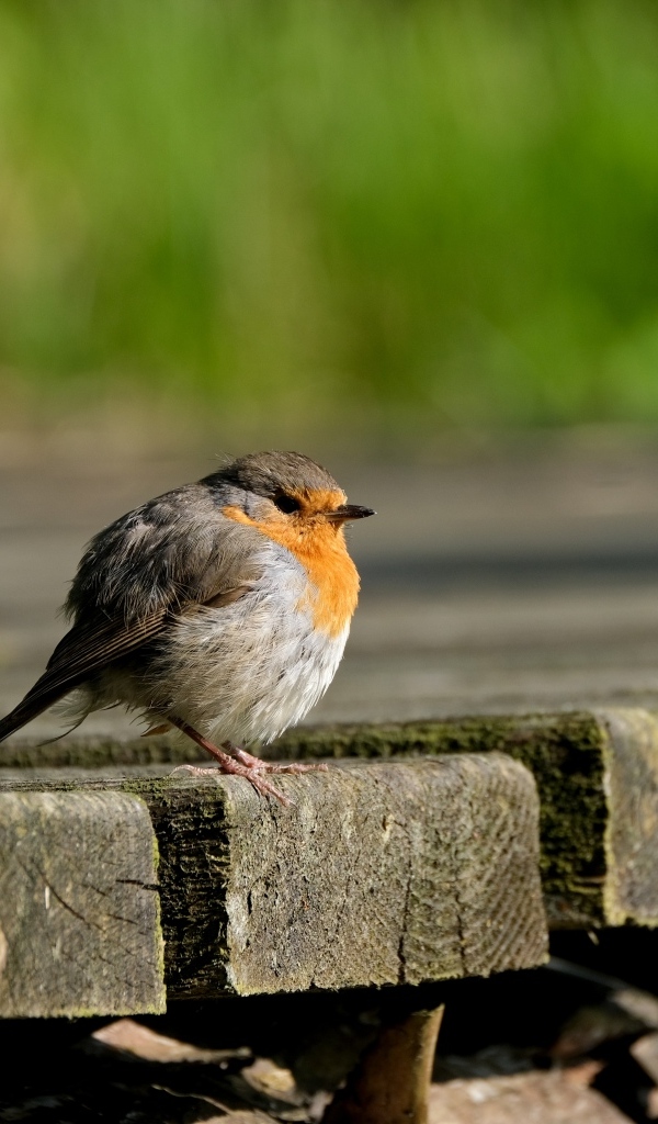 Маленькая нахохлившаяся птица сидит на мосту