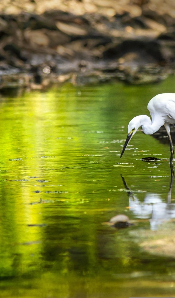 Белая цапля с острым клювом охотится в пруду