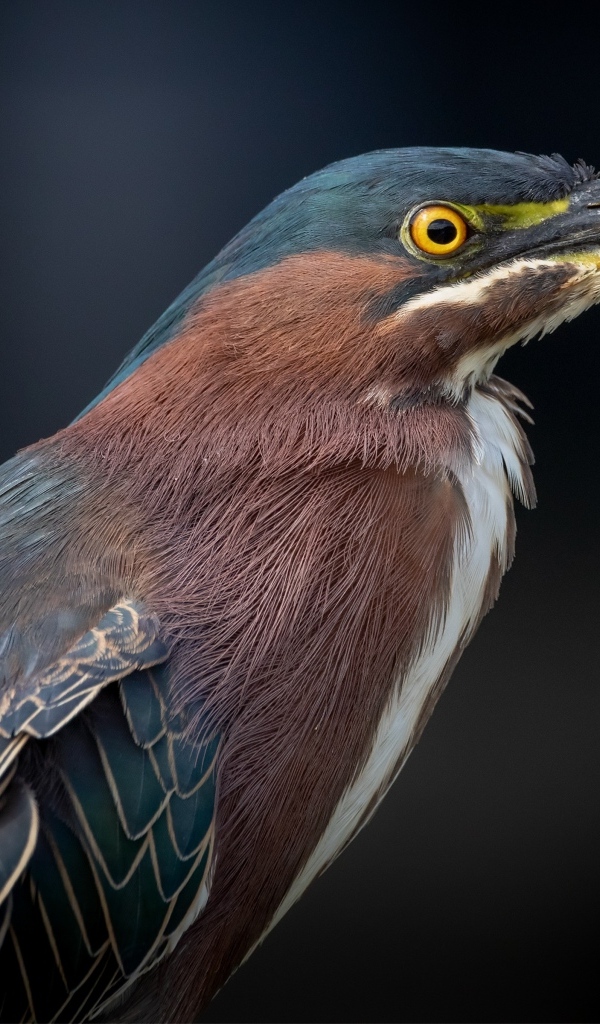 Американская зеленая кваква крупным планом