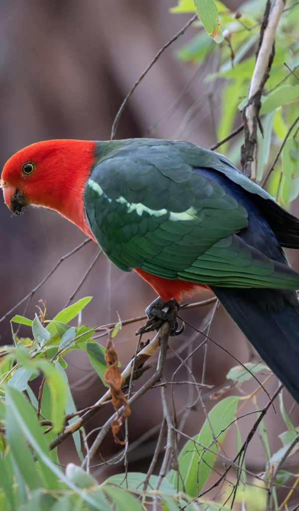 Австралийский королевский попугай на ветке дерева