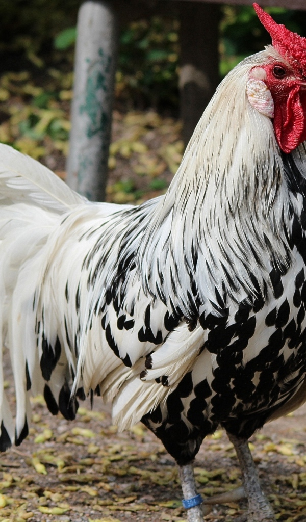 Красивый большой домашний петух