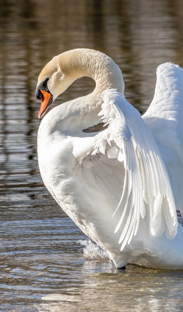 Красивый большой белый лебедь расправил крылья в воде