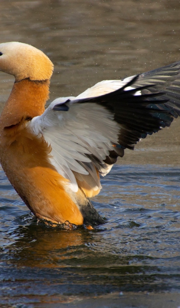 Красивый коричневый гусь в воде