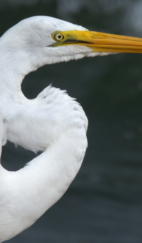 Красивая белая цапля с длинным острым клювом