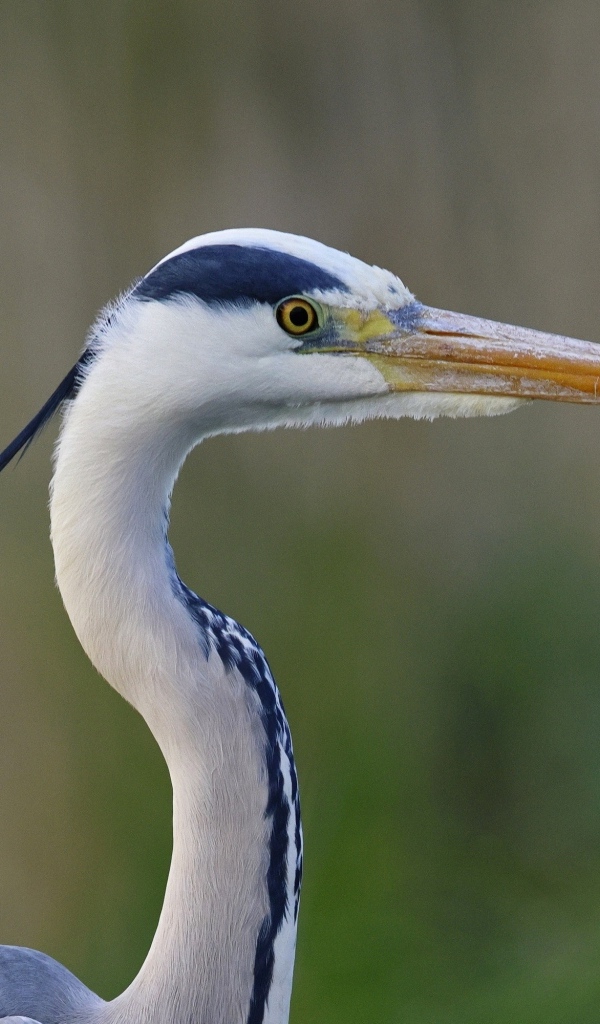 Красивая цапля с острым клювом