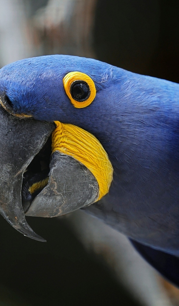 Красивый гиацинтовый ара крупным планом