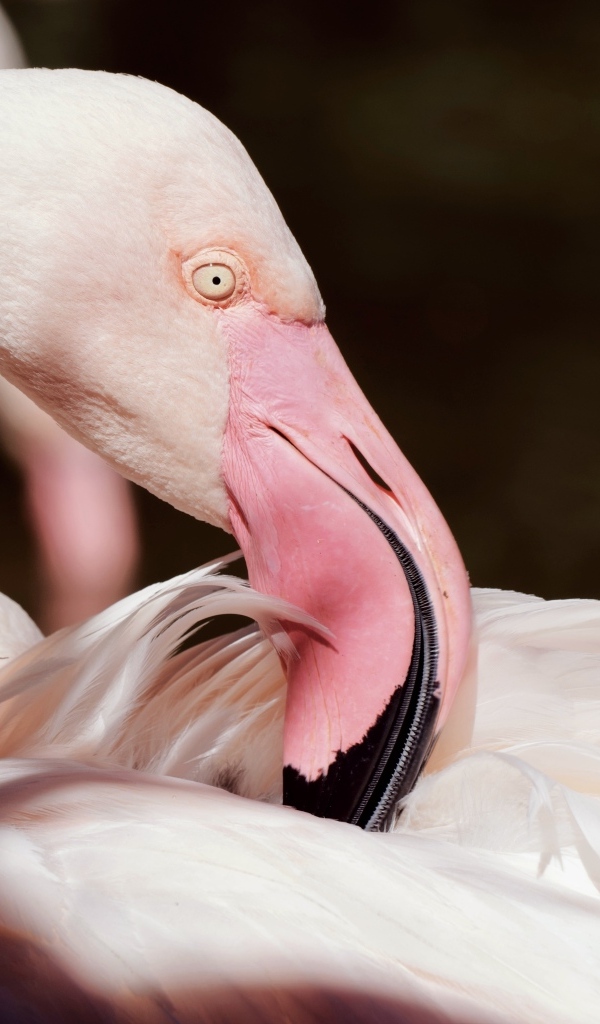 Красивый розовый фламинго крупным планом