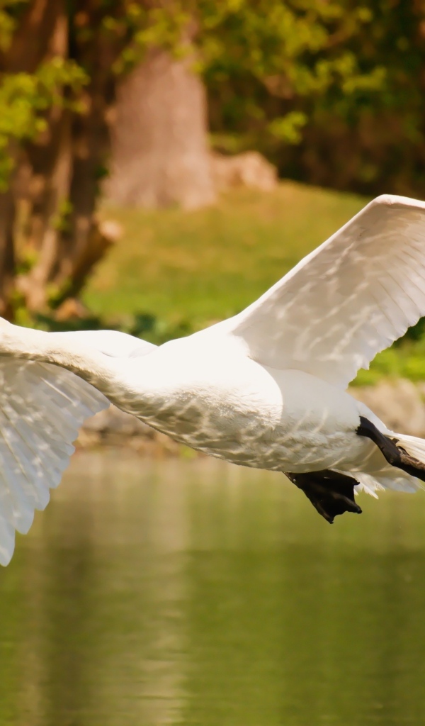 Красивый белый лебедь летит над водой