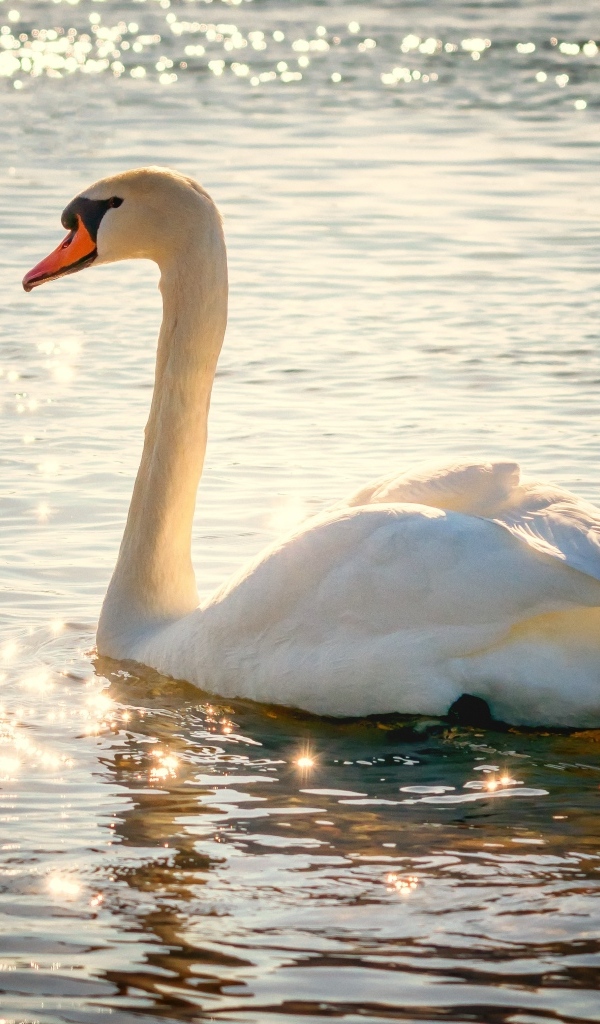 Красивый белый лебедь в лучах солнца в пруду