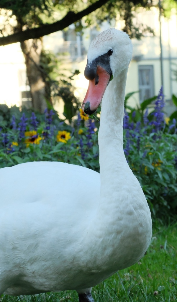 Красивый белый лебедь на фоне цветов