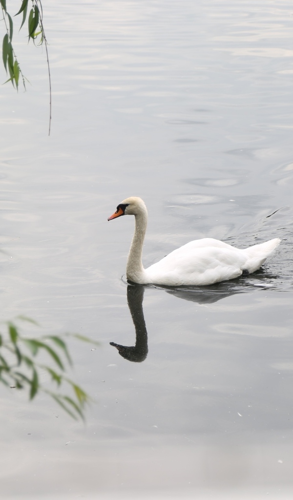 Красивый белый лебедь плавает в воде