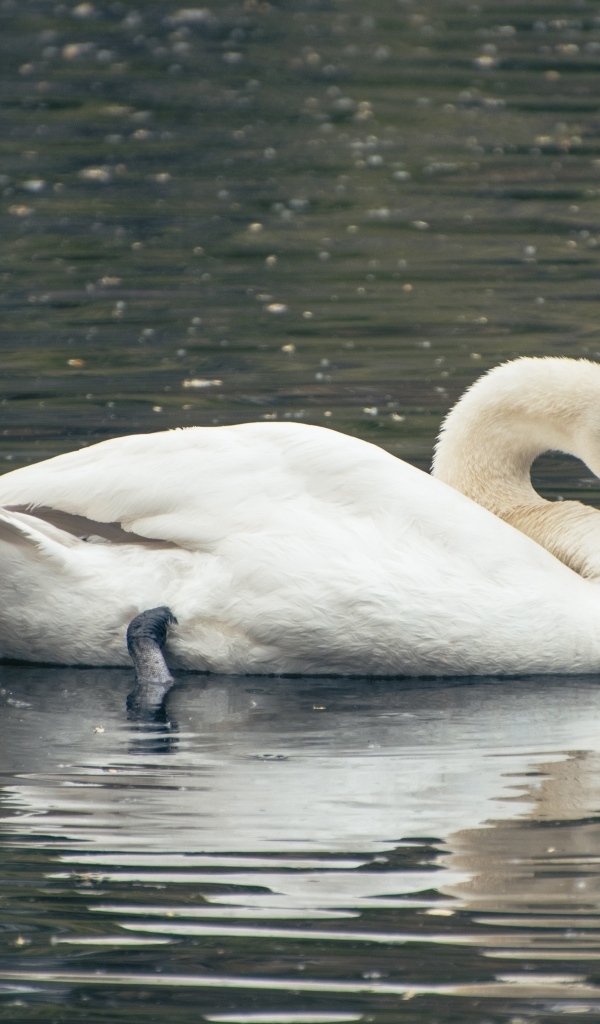 Красивый белый лебедь плавает в воде