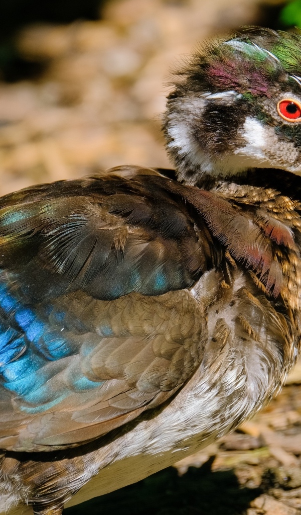 Красивая дикая утка 