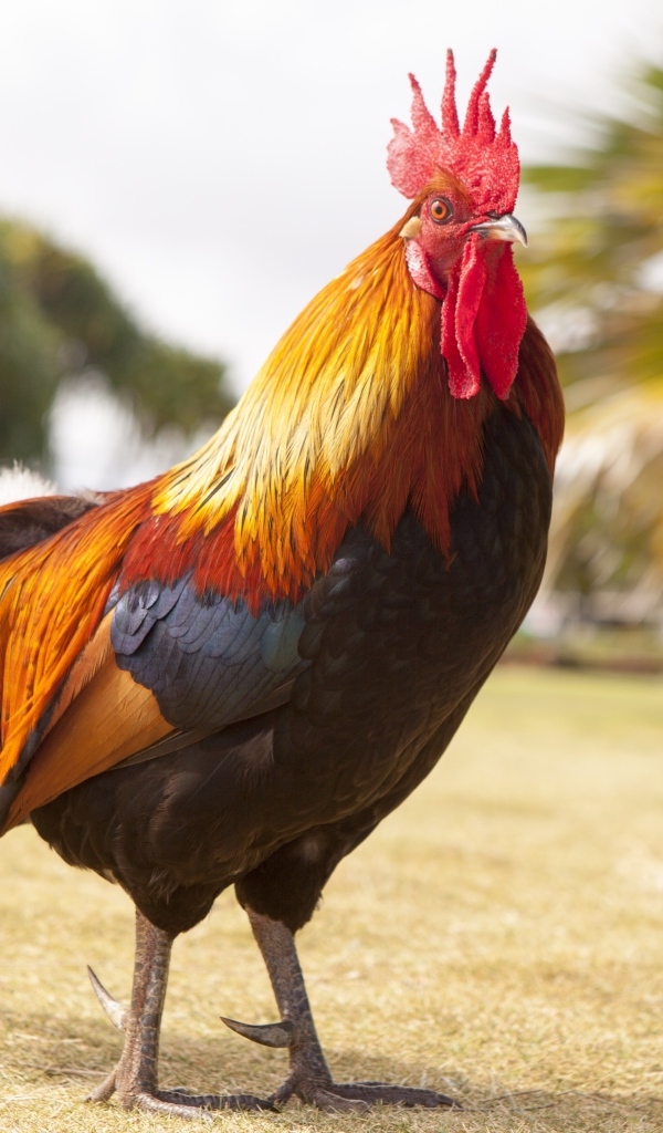 Большой красивый домашний петух