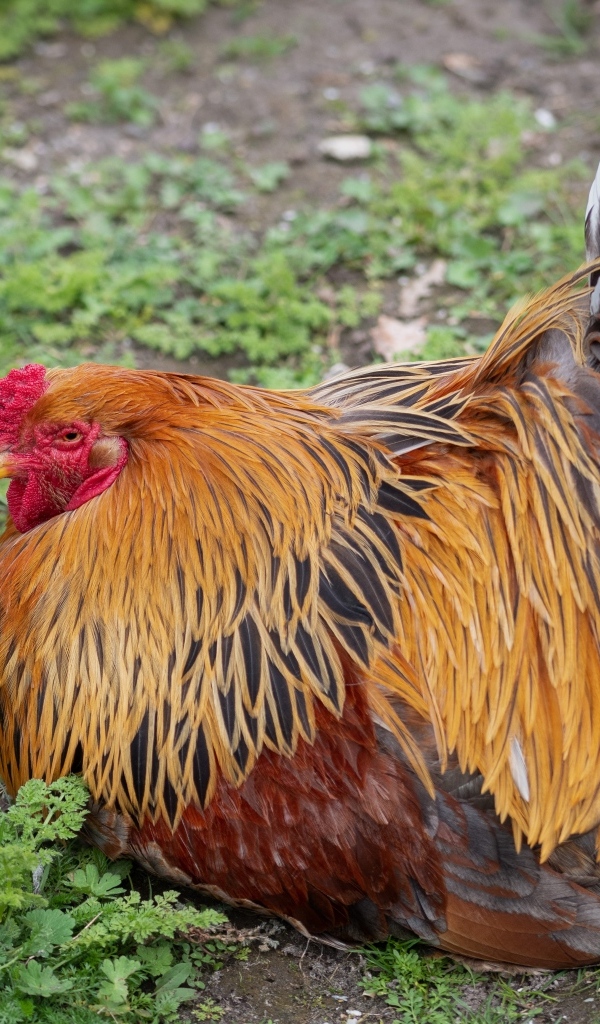 Большой красивый домашний петух