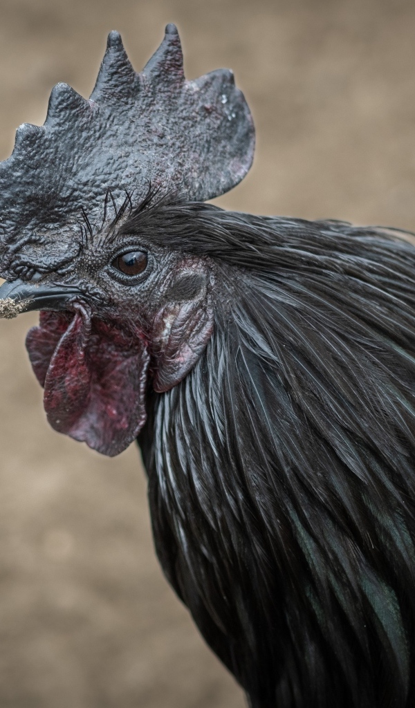 Большой черный домашний петух 