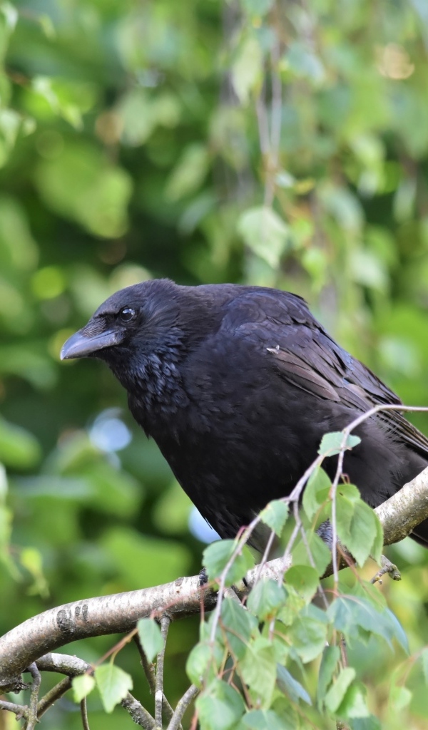 Большой черный ворон сидит на ветке